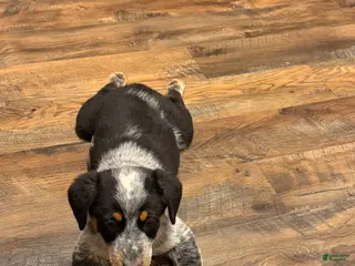 Australian Cattle Dog dogs Tim - Ad 34