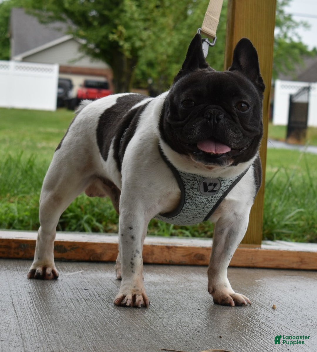 Gallery Image {{count}}