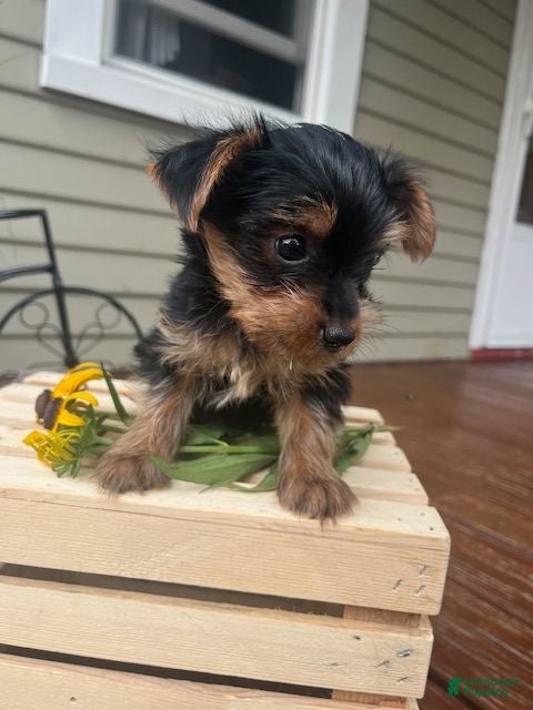 Yorkshire Terrier dogs Arty - Ad 2