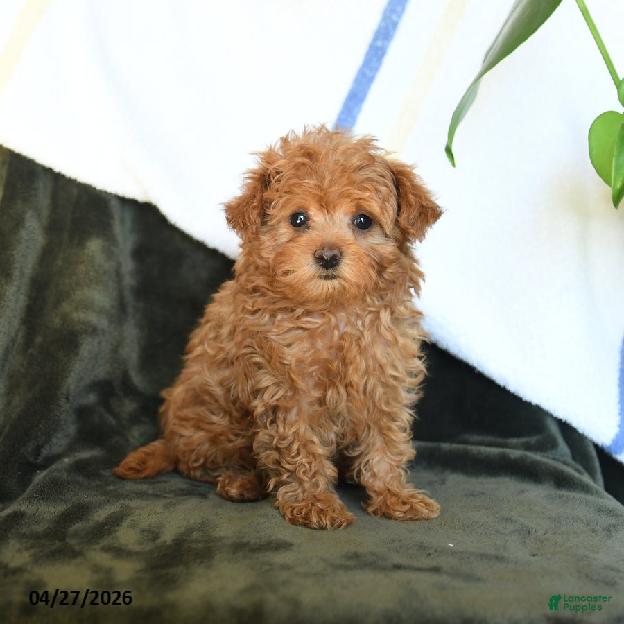 Maltipoo dogs Cute - Ad 2