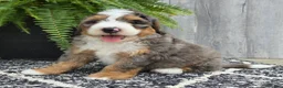 Mini Bernedoodle dogs for sale: Mini Ace - Ad 12