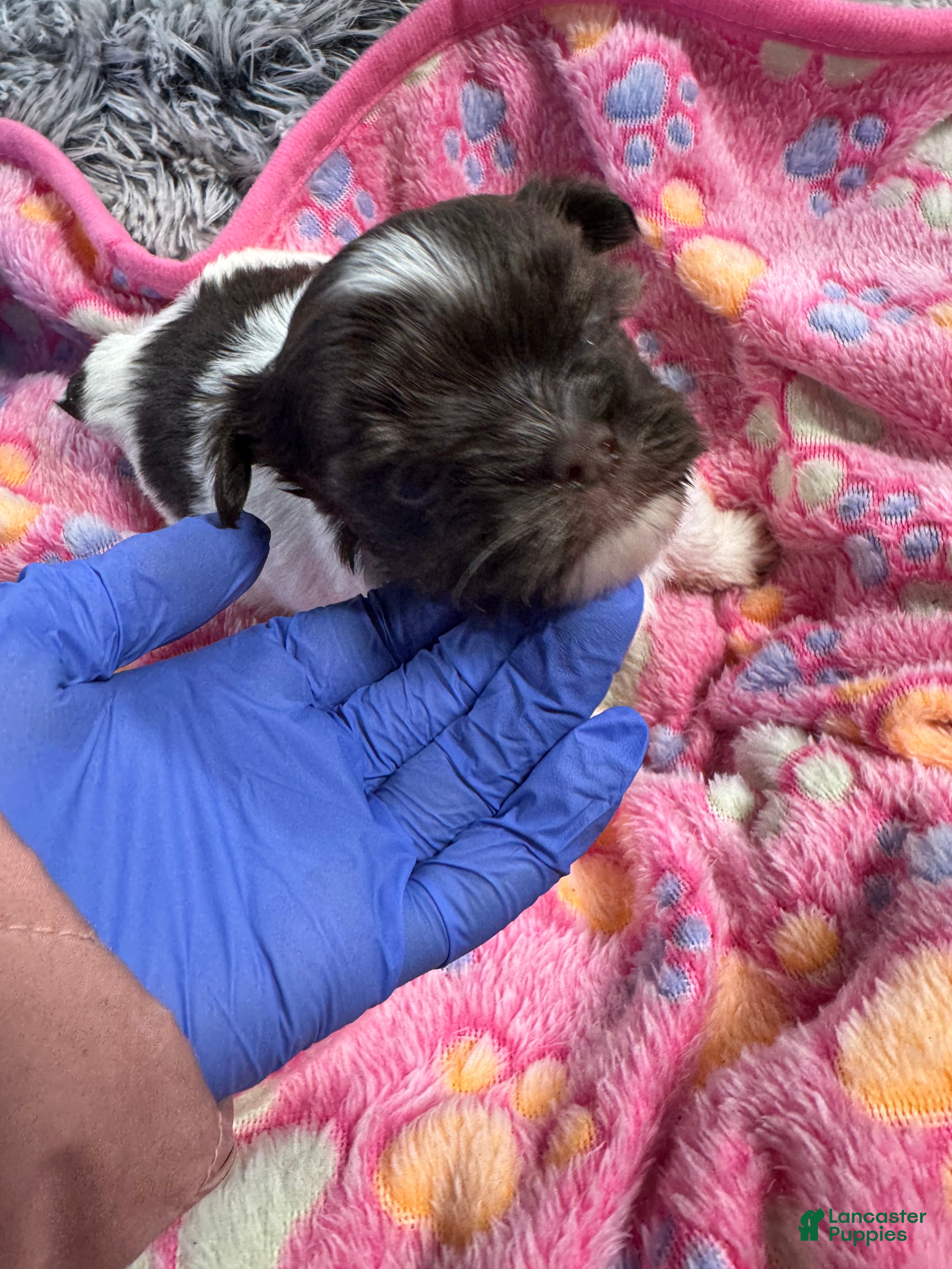 Yorkshire Terrier dogs Yorkshire Terrier Puppy 3 - Ad 2