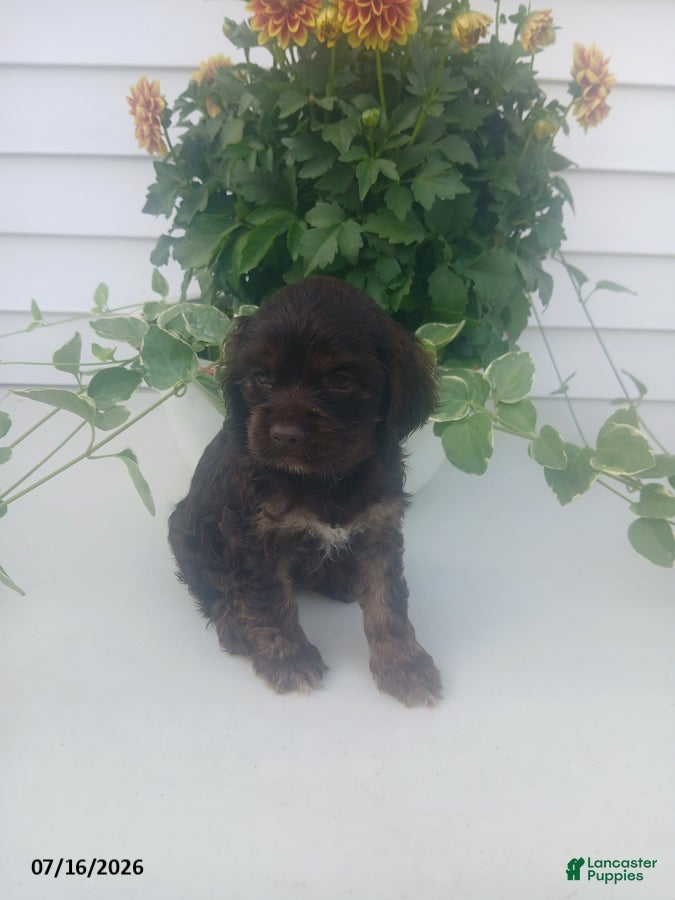 Cocker Spaniel dogs Teresa - Ad 1