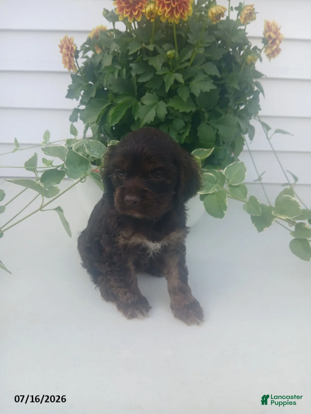 Cocker Spaniel dogs for sale: Teresa - Ad 1