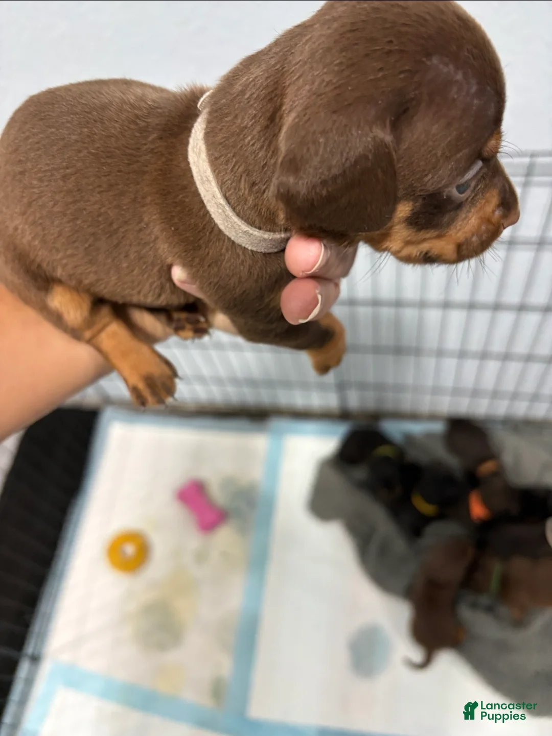 Dachshund dogs for sale: Dachshund Puppy 3 - Ad 1