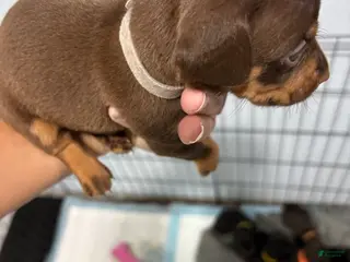 Dachshund dogs Dachshund Puppy 3 - Ad 17