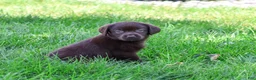 Labrador Retriever dogs for sale: Marie - Ad 3