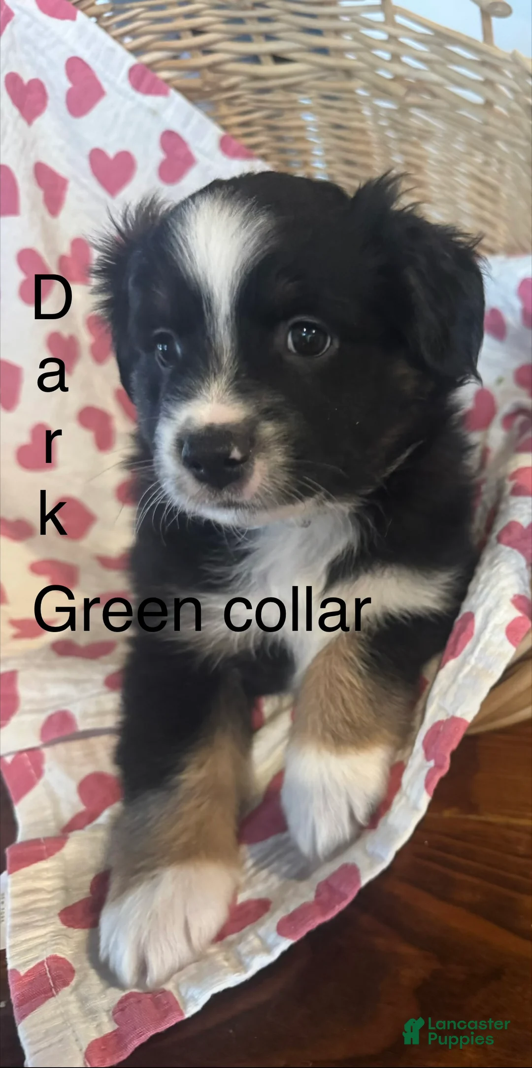 Miniature Australian Shepherd dogs for sale: Miniature Australian Shepherd Dark Green - Puppy 9 - Ad 2
