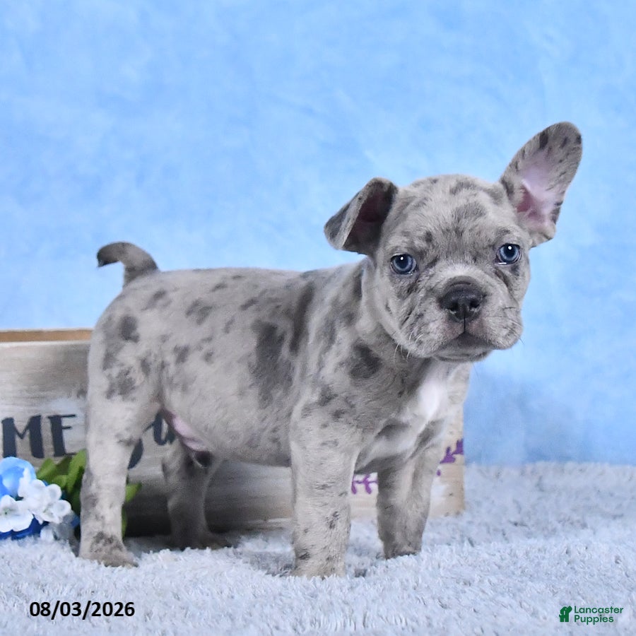 Frenchton dogs Dreamer - Ad 2