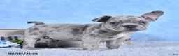Frenchton dogs for sale: Dreamer - Ad 2