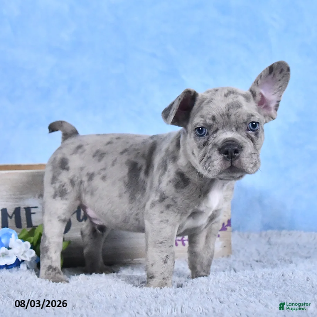 Frenchton dogs for sale: Dreamer - Ad 2