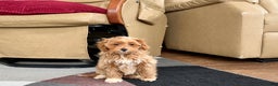 Maltipoo dogs for sale: Maltipoo Puppy 4 male  - Ad 10