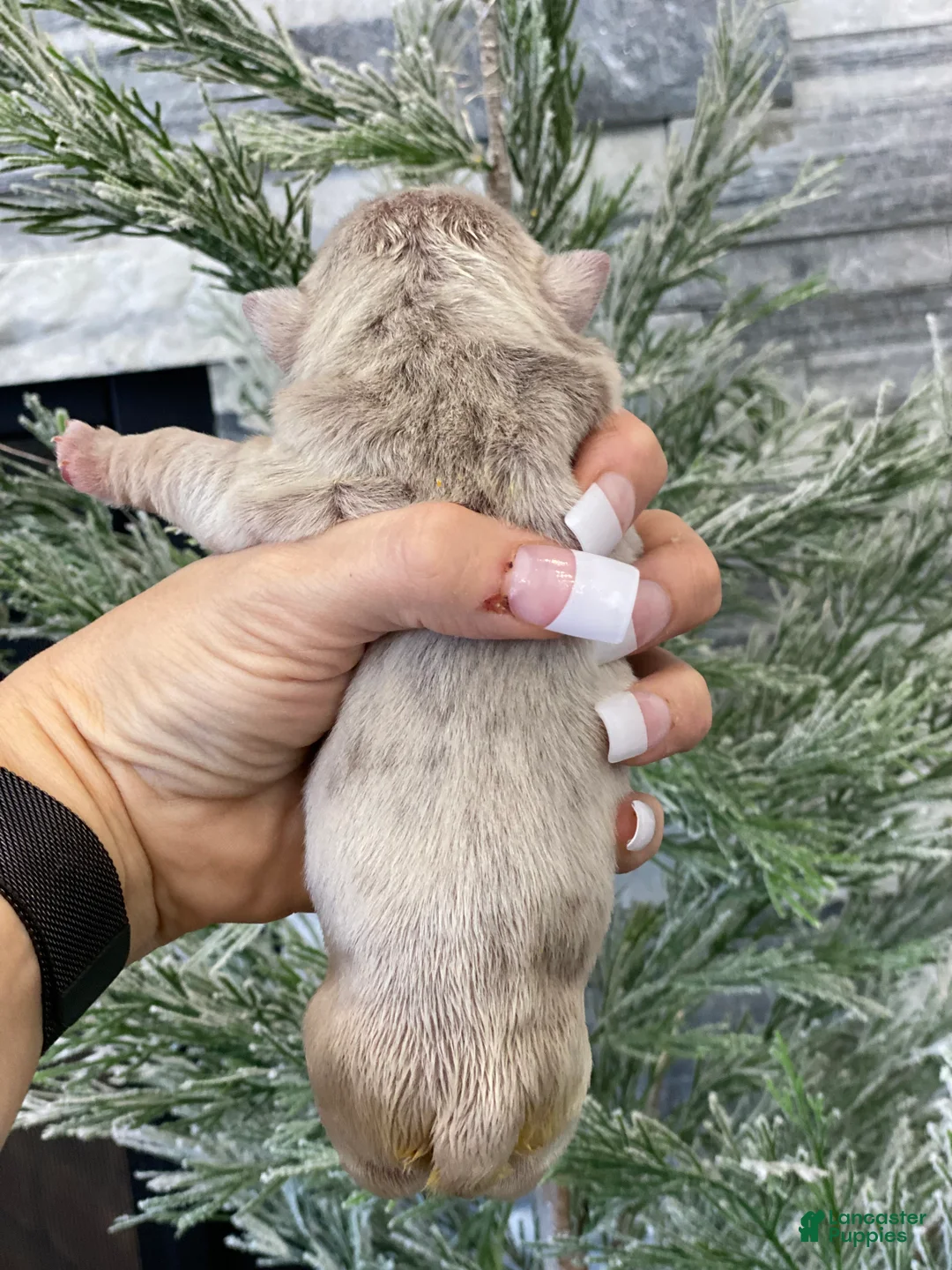 English Bulldog dogs for sale: Elio - Ad 3