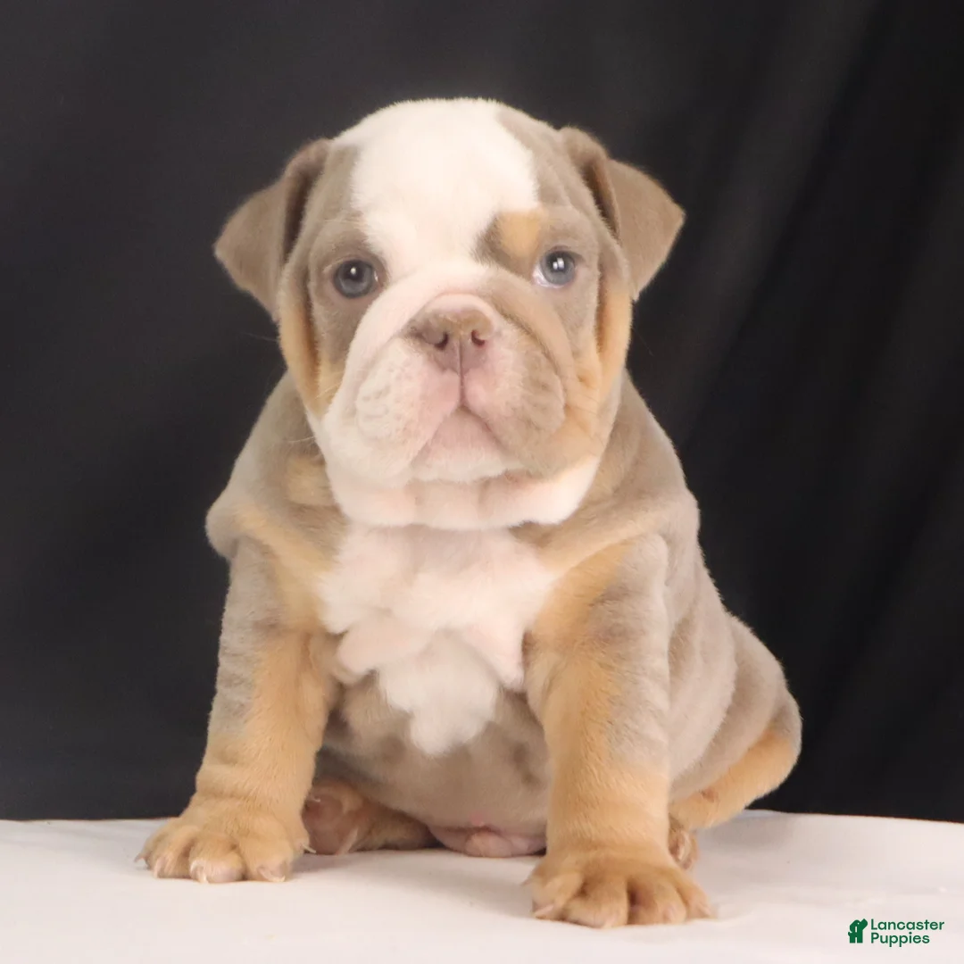 English Bulldog dogs for sale: Tyler - Ad 11