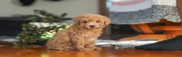 Miniature Poodle dogs for sale: Chloe - Ad 7