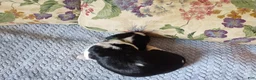 English Springer Spaniel dogs for sale: Beth - Ad 6