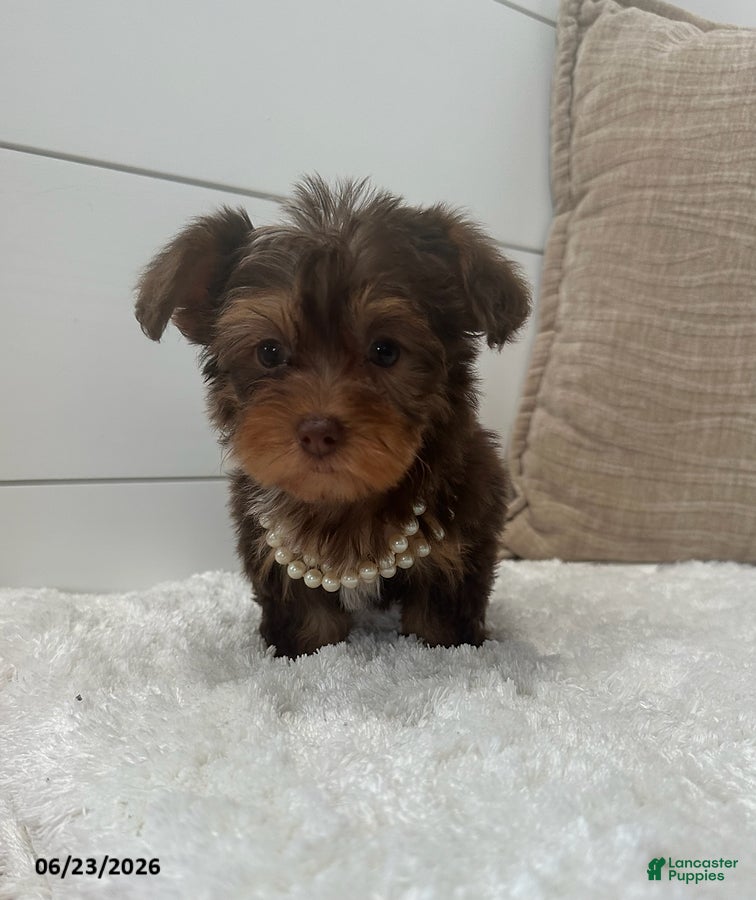 Yorkiepoo dogs Luna - Ad 1