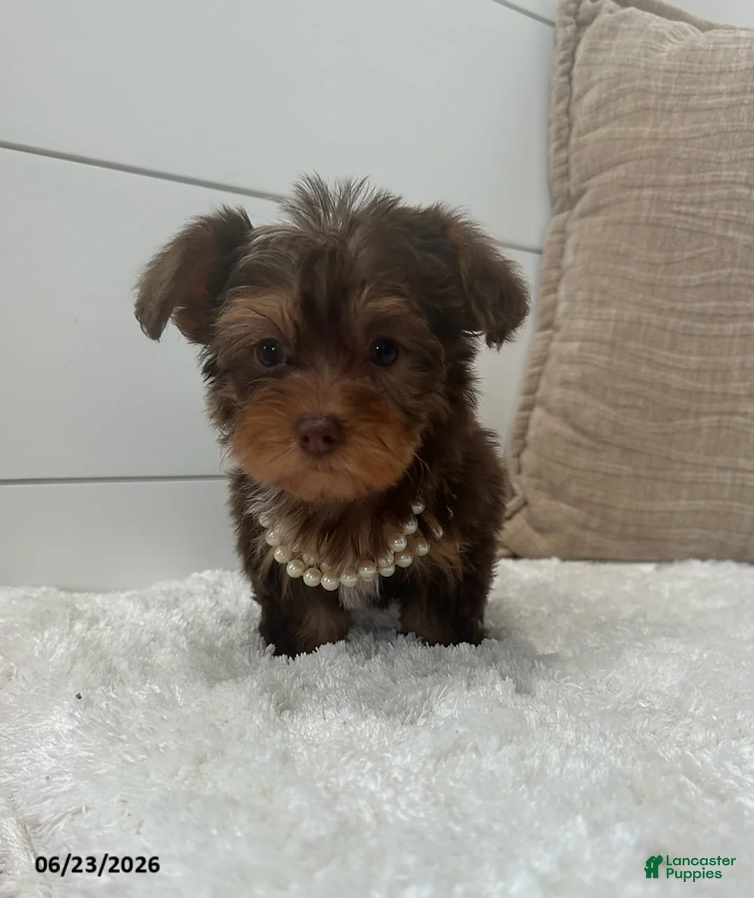 Yorkiepoo dogs for sale: Luna - Ad 1