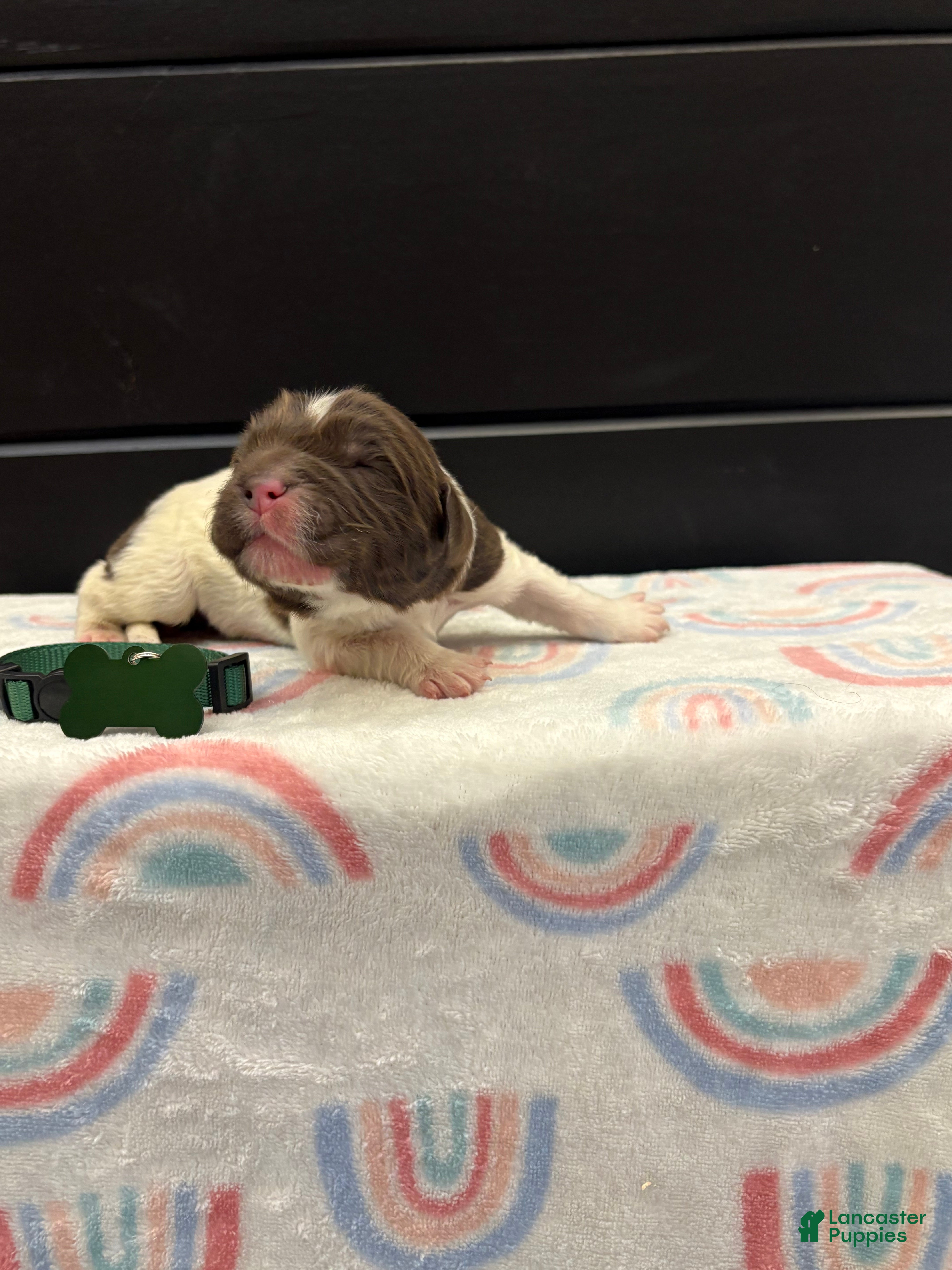 Newfoundland dogs Blaze  - Ad 21