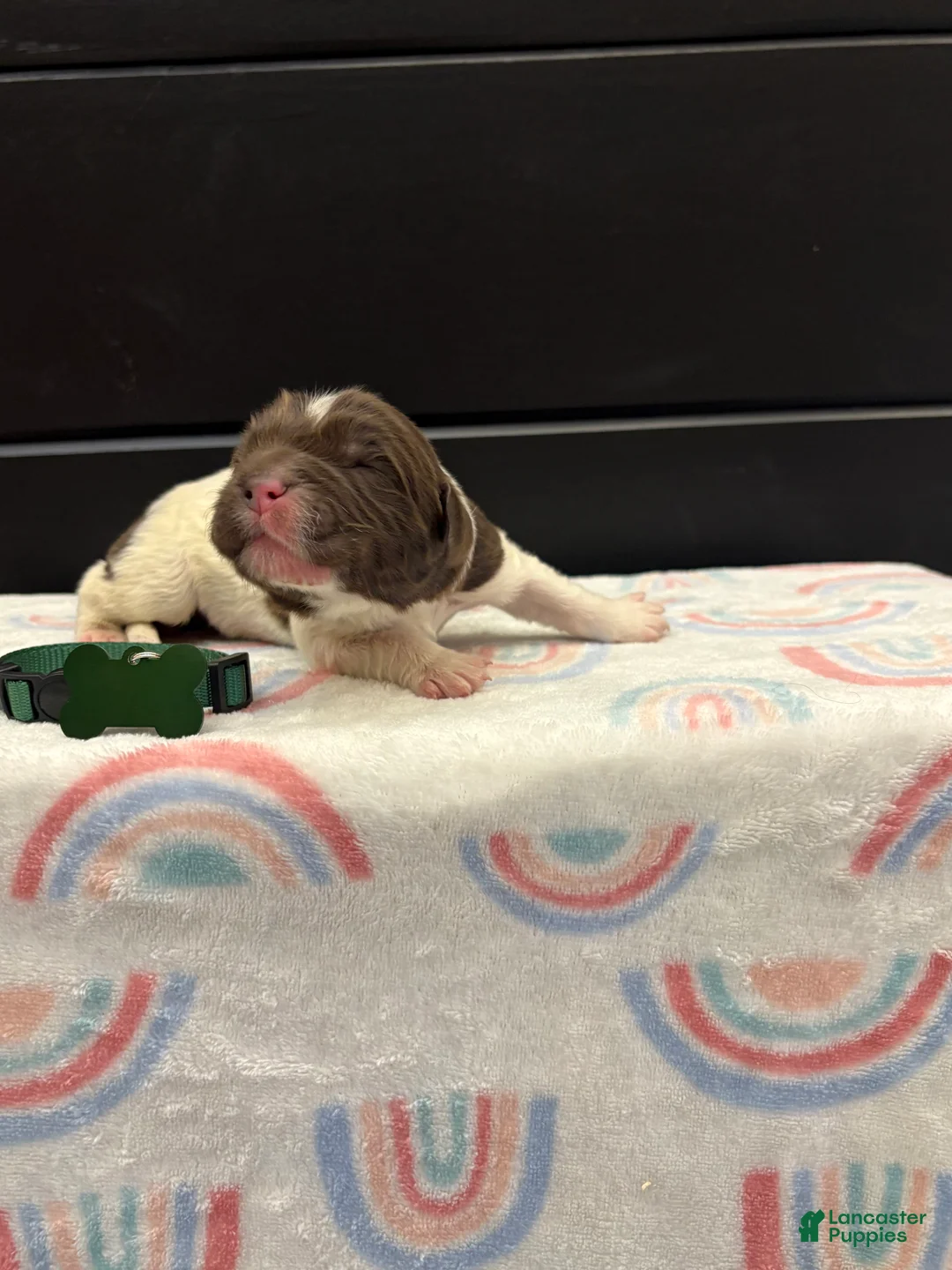 Newfoundland dogs for sale: Blaze  - Ad 1