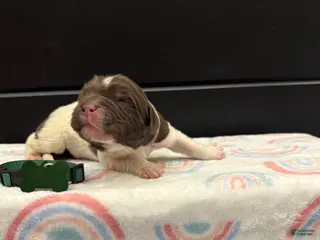 Newfoundland dogs Blaze - Ad 21