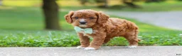 Cavapoo dogs for sale: Maverick - Ad 2