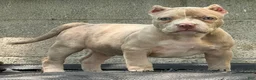 American Bully dogs for sale: Lilac Merle - Ad 3