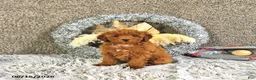 Toy Poodle dogs for sale: Jacoby - Ad 3