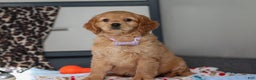 Miniature Golden Retriever dogs for sale: Olivia - Ad 6