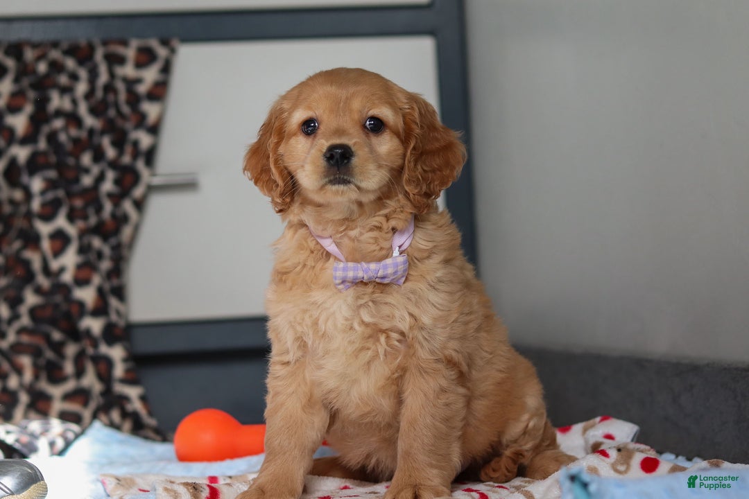 Miniature Golden Retriever dogs for sale: Olivia - Ad 6