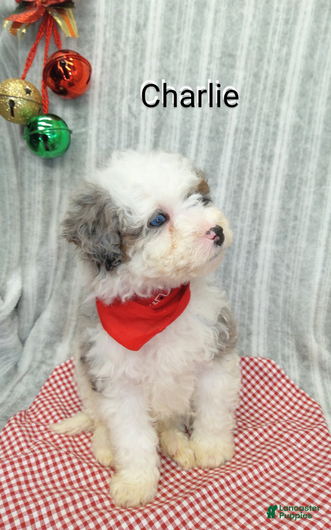 Mini Bernedoodle dogs for sale: Charlie - Ad 4