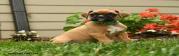 Boxer dogs for sale: Parsley - Ad 5