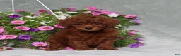 Miniature Poodle dogs for sale: Dustin - Ad 1