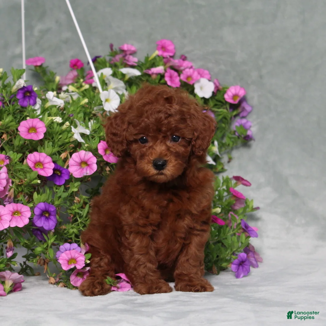 Miniature Poodle dogs for sale: Dustin - Ad 1