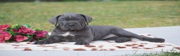 Cane Corso dogs for sale: Reba - Ad 3