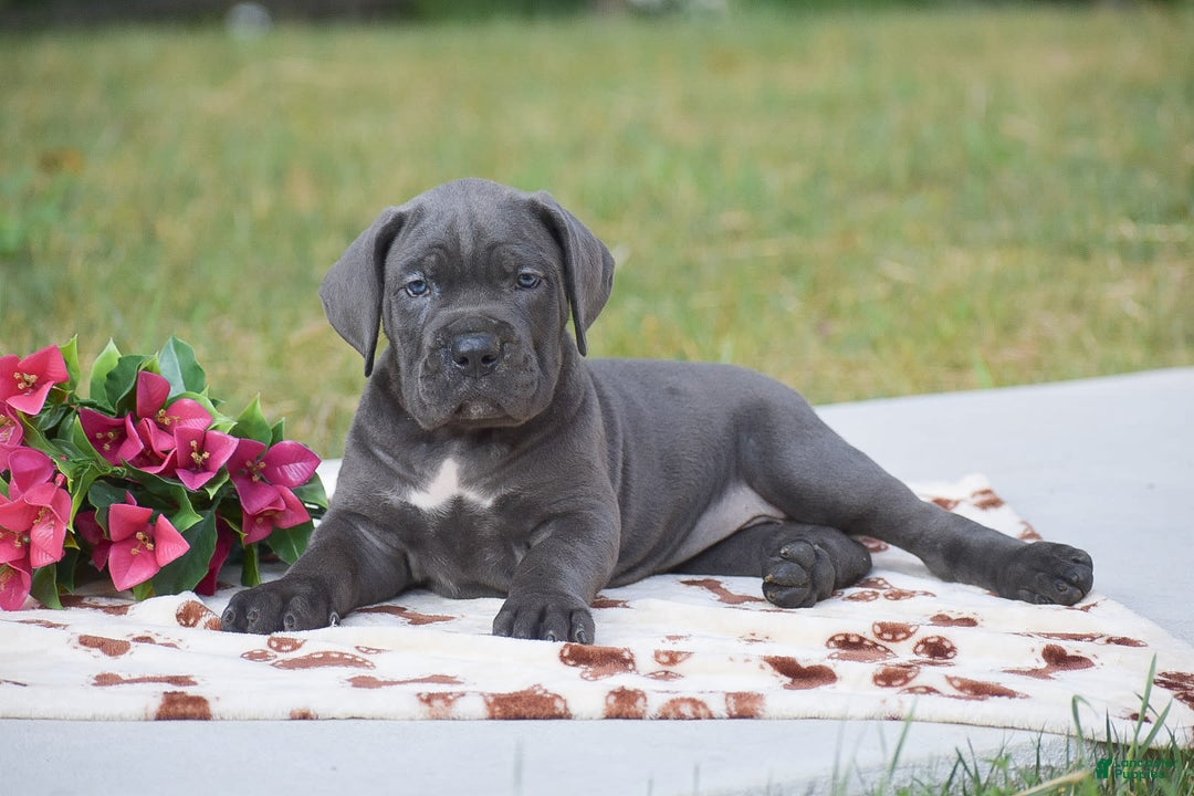 Cane Corso dogs for sale: Reba - Ad 3
