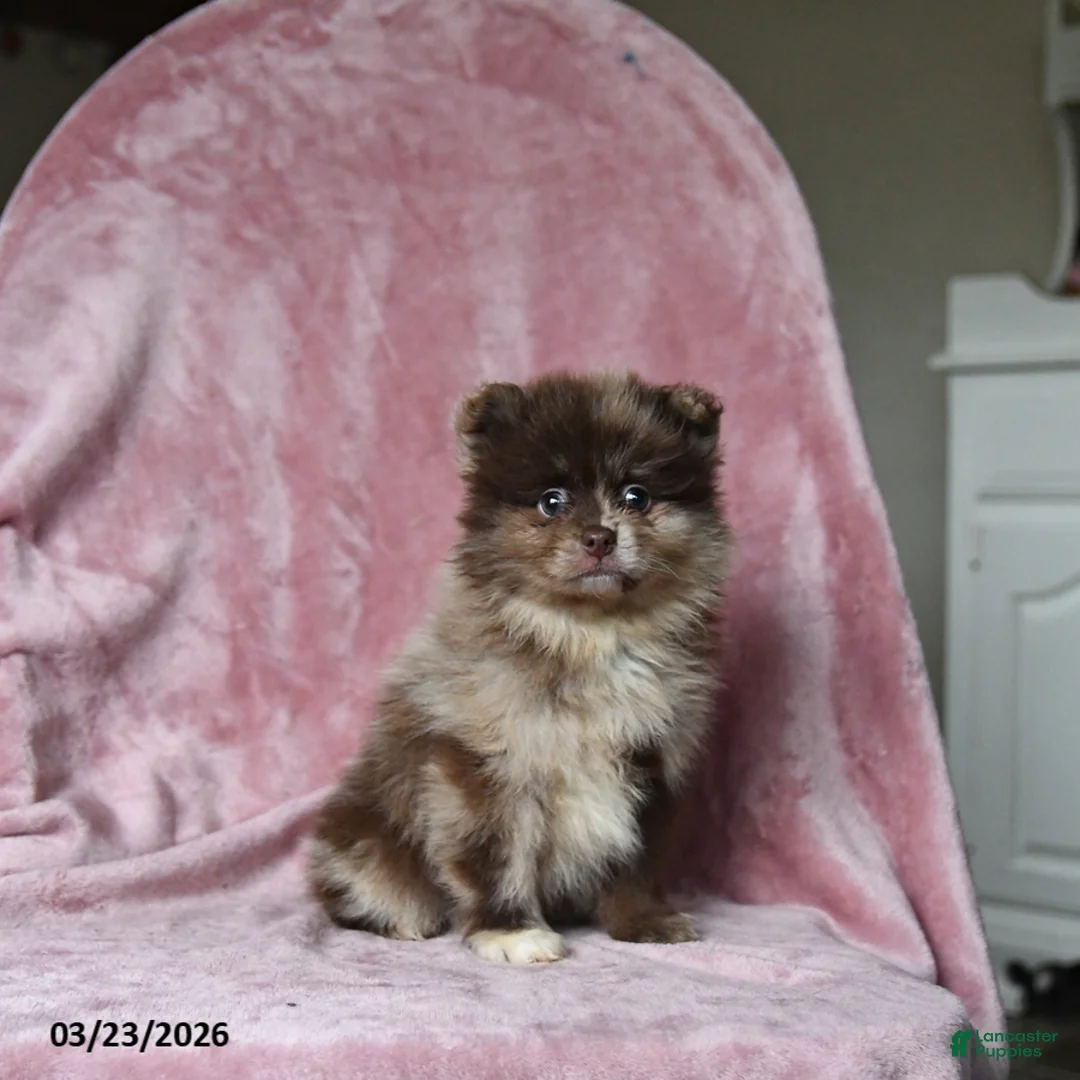 Pomeranian dogs for sale: Ozzie - Ad 5