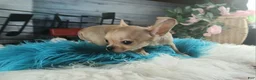 Chihuahua dogs for sale: Nationwide delivery. Teacup fawn boy - Ad 5