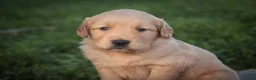 Golden Retriever dogs for sale: Meg Golden Retriever  - Ad 6