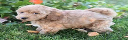 Bichpoo dogs for sale: Candy - Ad 9