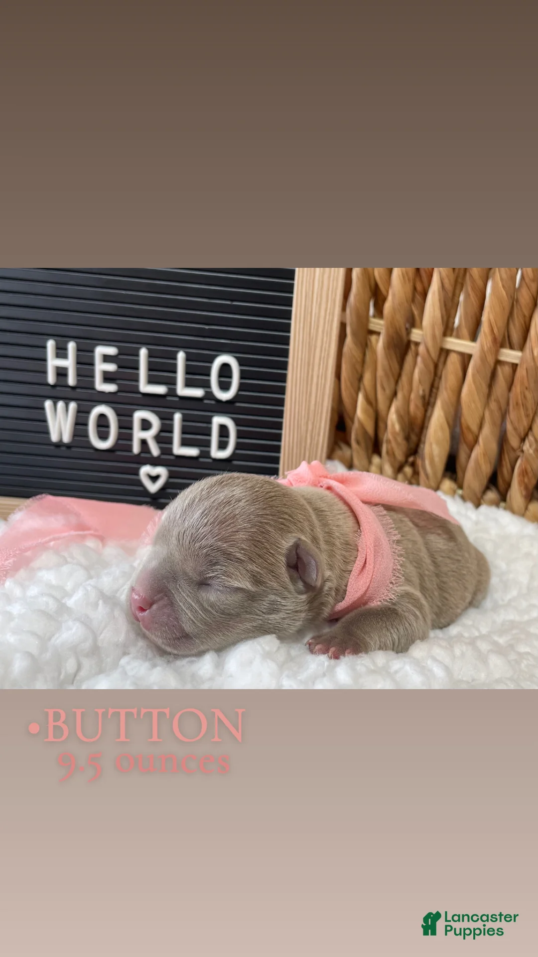 Frenchton dogs for sale: Button - Ad 2