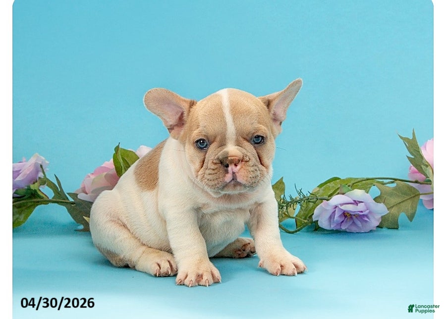 French Bulldog dogs for sale: Tank - Ad 4