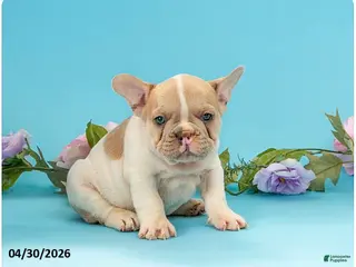 French Bulldog dogs for sale: Tank - Ad 4