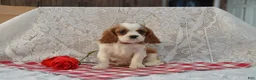 Cavalier King Charles Spaniel dogs for sale: Devon - Ad 1