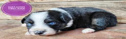 Miniature Australian Shepherd dogs for sale: Skunk - Ad 4