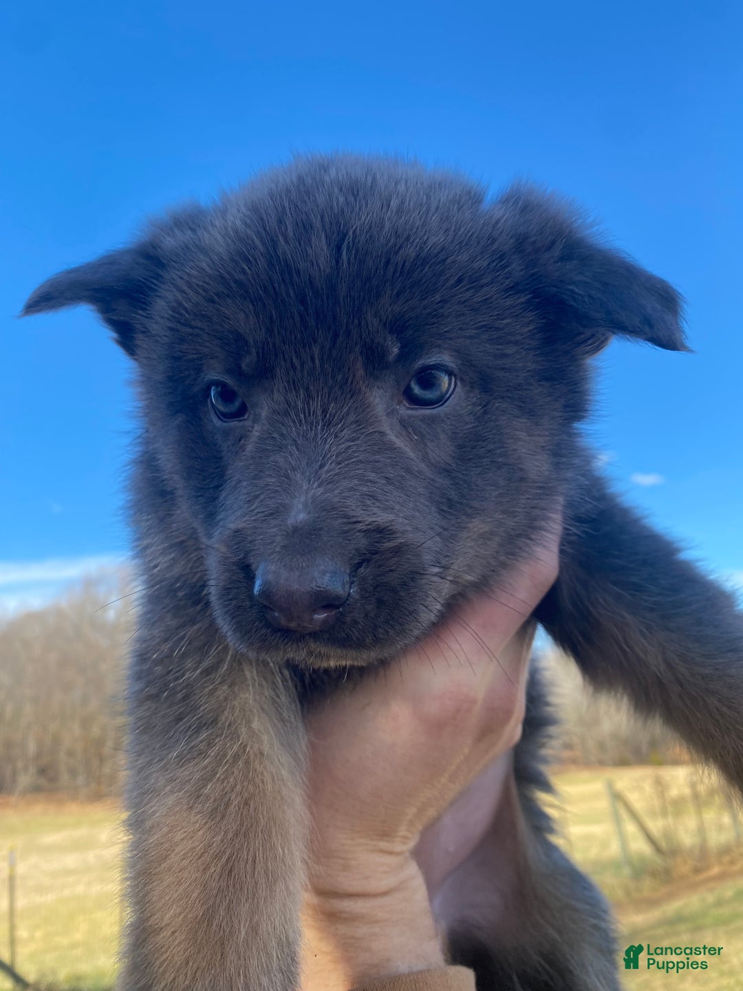 German Shepherd dogs for sale: German Shepherd Puppy 5 - Ad 2