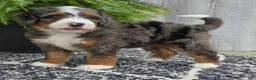 Mini Bernedoodle dogs for sale: Mini Jett - Ad 20