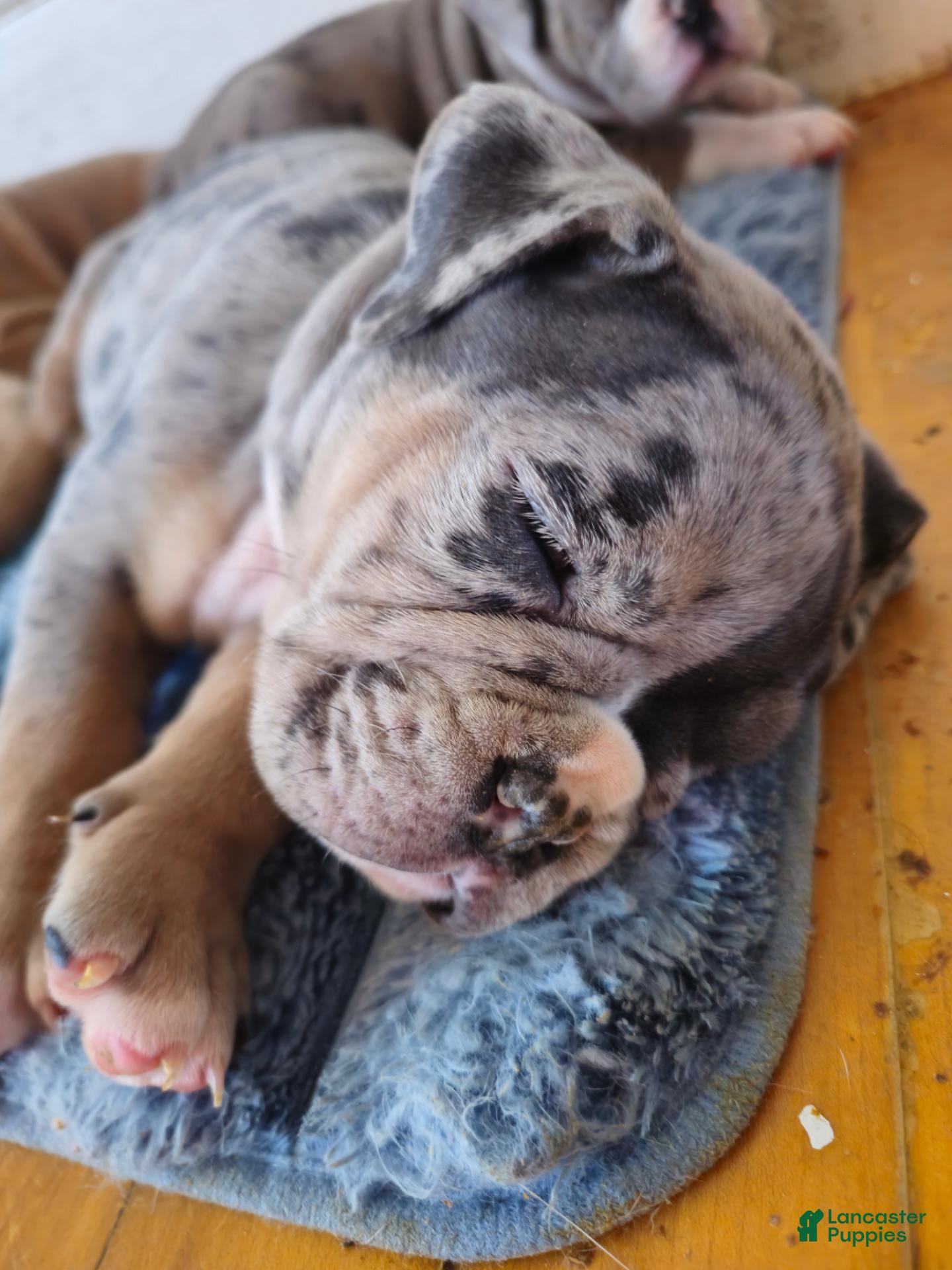 Olde English Bulldogge dogs for sale: Olde English Bulldogge 1 - Ad 14