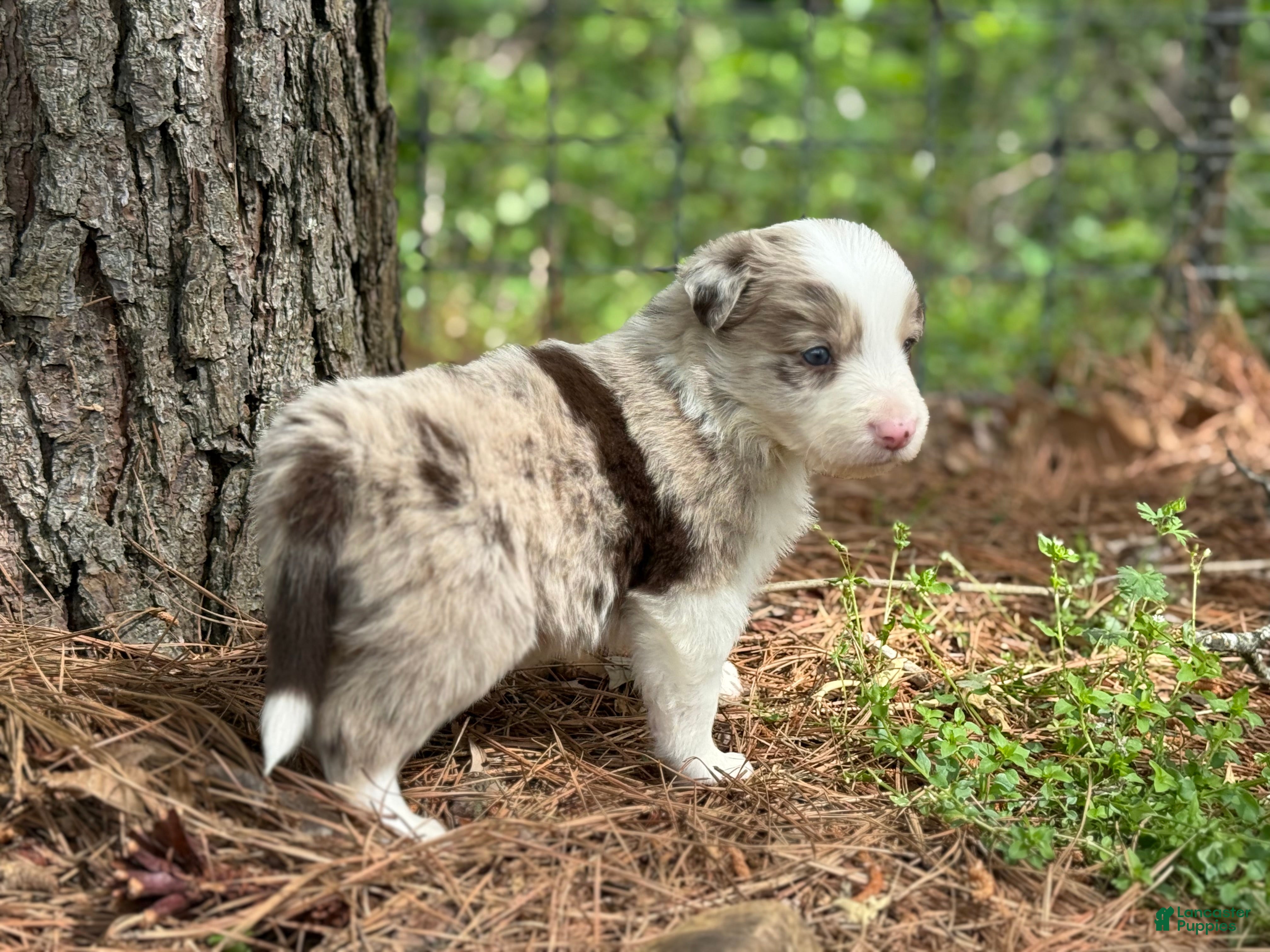 Border Collie dogs Red Merle Boy - Ad 10