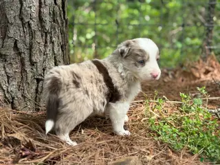 Border Collie dogs Red Merle Boy - Ad 10